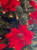 Poinsettia 1.5m Red Green Christmas Tree Garland Decoration Poinsettia 1.5m Red Green Christmas Tree Garland Decoration