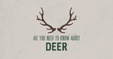 All You Need to Know About Deer