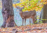 Deer Camp 101: What You Really Need to Know for Opening Day!
