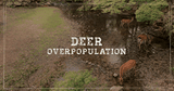 What are the Causes and Effects of Deer Overpopulation?