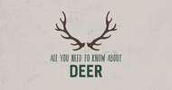 All You Need to Know About Deer