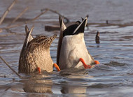 The Upside Down Life of Dabbling Ducks