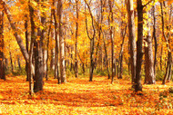 10 of the Most Common Hardwood Trees in North America