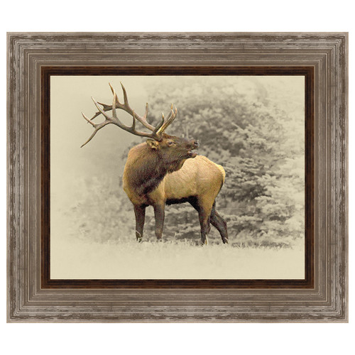 Bugling Bull Elk Framed Canvas