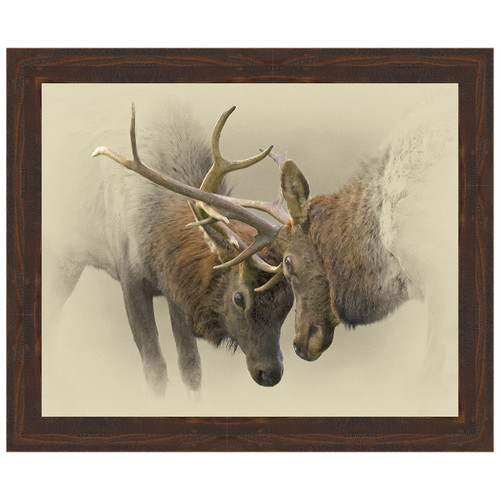 Dueling Elk Framed Canvas