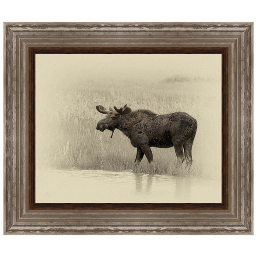 Moose Framed Canvas