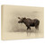 Moose Gallery Wrapped Canvas
