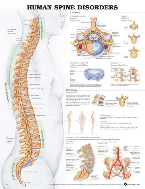 Anatomical Chart Company Anatomical Chart