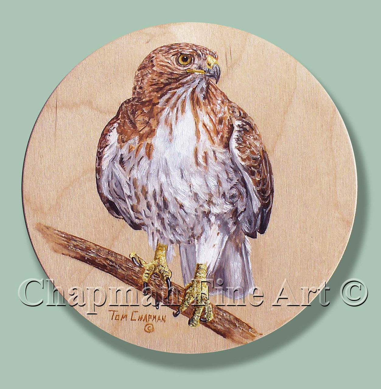 Red Tailed Hawk Oil Painting On Wooden Disk
