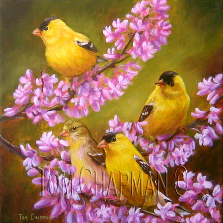 Goldfinches and Cherry Blossoms Goldfinches and Cherry Blossoms