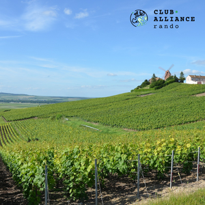 Samedi 27/09/2025 - Randonnée au coeur du vignoble Champenois Samedi 27/09/2025 - Randonnée au coeur du vignoble Champenois