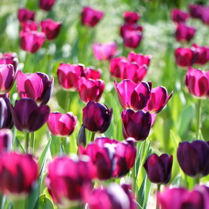 Vendredi 10/04/2026 Escapade Printanière : Fête des Tulipes à Morge, Spa Détente et Croisière à Thonons-les-Bains Vendredi 10/04/2026 Escapade Printanière : Fête des Tulipes à Morge, Spa Détente et Croisière à Thonons-les-Bains