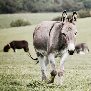 Samedi 21/03/2026 La Foire aux ânes dans le petit village de Moyaux Samedi 21/03/2026 La Foire aux ânes dans le petit village de Moyaux