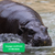 Vendredi 21/08/2026 Zoo de Pairi Daiza, élu meilleur zoo d'Europe✔️CONFIRMÉ