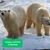 Vendredi 21/08/2026 Zoo de Pairi Daiza, élu meilleur zoo d'Europe ✔️CONFIRMÉ