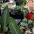 Samedi 17/10/2026 Vins, saveurs et plantes d'automne à Apremont-sur-Allier✔️CONFIRMÉ