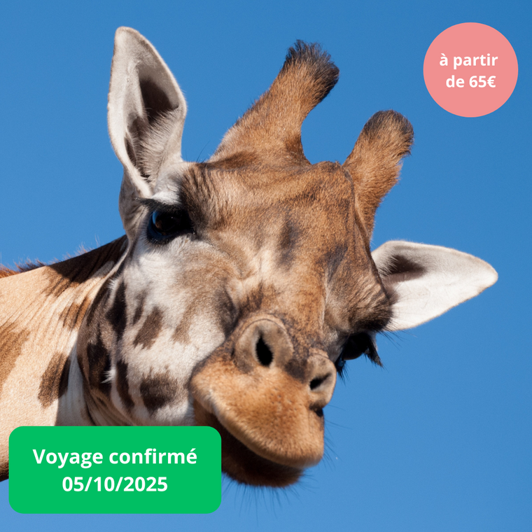 Dimanche 05/10/2025 Thoiry Zoo Safari✔️CONFIRMÉ