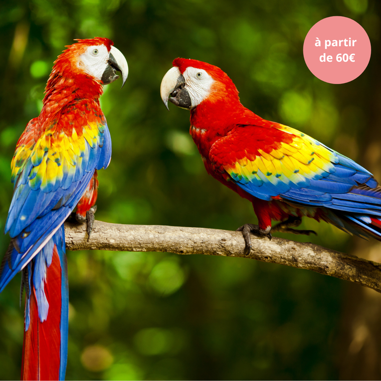 Samedi 13/06/2026 Parrot World