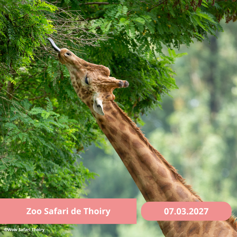 Dimanche 07/03/2027 Zoo Safari de Thoiry