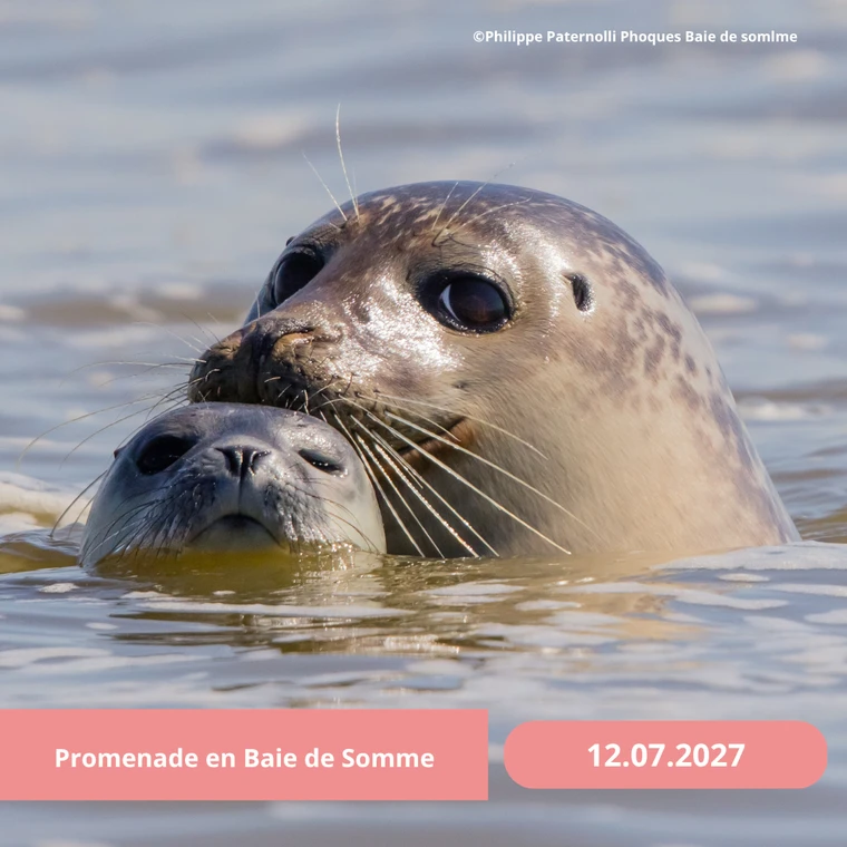 Lundi 12/07/2027 Promenade en Baie de Somme