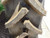 https://api.rdoequipment.com/api/EquipmentImage?imgID=23267401&filename=32_Z251463---32.jpg