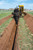 https://www.vermeer.com/getmedia/d6e52410-5685-4594-98fb-83d627ed572e/t655iii-trencher-in-action?width=670&height=1001&ext=.jpg