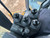 https://api.rdoequipment.com/api/EquipmentImage?imgID=22056330&filename=45_Z004556---45.jpg