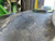 https://api.rdoequipment.com/api/EquipmentImage?imgID=20972709&filename=26_Z191738---26.jpg