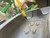 https://api.rdoequipment.com/api/EquipmentImage?imgID=20972714&filename=31_Z191738---31.jpg