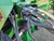 https://api.rdoequipment.com/api/EquipmentImage?imgID=24623309&filename=13_Z282487---13.jpg