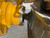 https://api.rdoequipment.com/api/EquipmentImage?imgID=21570184&filename=15_X353273---15.jpg