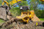 https://www.vermeer.com/getmedia/b2b57d3c-3ab8-4f2d-b27f-6d9bedc7fe76/vermeer-horizontal-grinder-hg6800tx?width=670&height=445&ext=.jpg