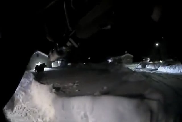 Moose Disturbance