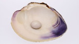 Clam Chowder with a Side of Pearl by Phoebe Shang