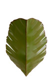 Sconces Metal by Varaluz ( 137 | 901K02 Banana Leaf ) 