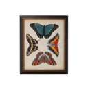Home Accents Prints/Photography by Wildwood ( 460 | 386515 Chelsea House Misc ) 