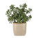 Home Accents Flowers/Greenery by Uttermost ( 52 | 60226 Crassula Jade ) 