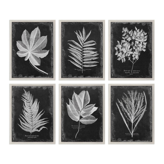 Home Accents Prints/Photography by Uttermost ( 52 | 33671 Foliage ) 