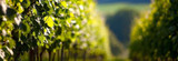Natural Sources of Resveratrol