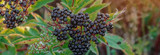 How Elderberry Extract Boosts Immunity