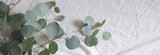 Eucalyptus: A Natural Pain Reliever
