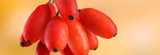 Is Berberine A Safe Alternative to Metformin