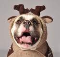 Chilly Dog Moosey Wool Dog Hoodie