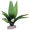 Blue Ribbon Pet Flowering Sword Leaf Cluster Large Green