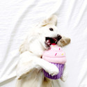 Pink Cupcake Dog Toy