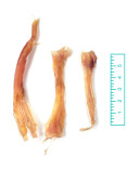 Tuesday's Natural Dog Company Assorted Beef Tendons - 8 oz Bag