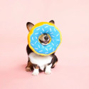 ZippyPaws Jumbo Donutz - Blueberry Donut Plush Dog Toy