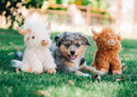 Multipet 8" Highland Cow Plush Dog Toy