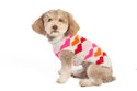 Chilly Dog Puppy Love Dog Sweater