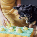 Patchwork Pet Chicks in Grass Dog Toy